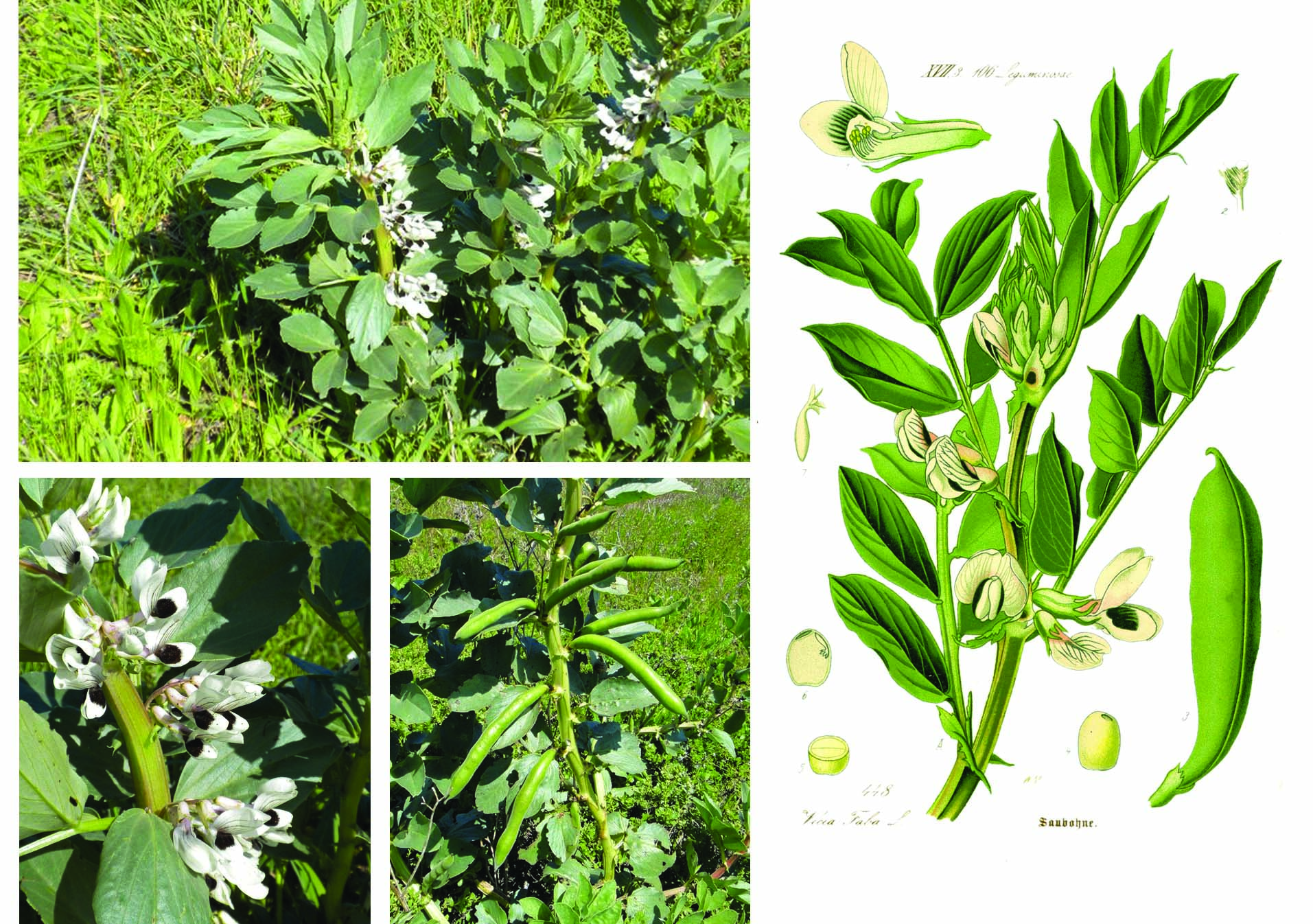 معرفی گیاهان - باقلا سبز